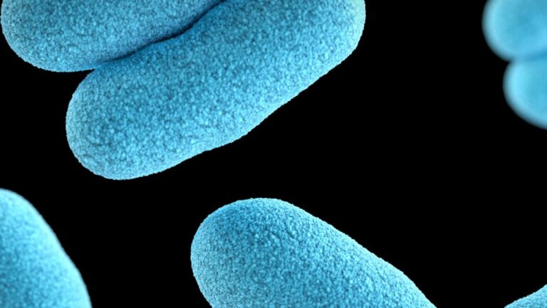 bacteria