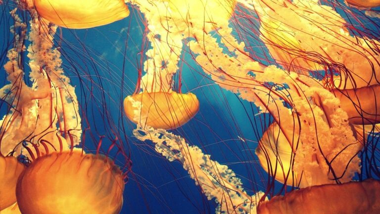 life between the tides